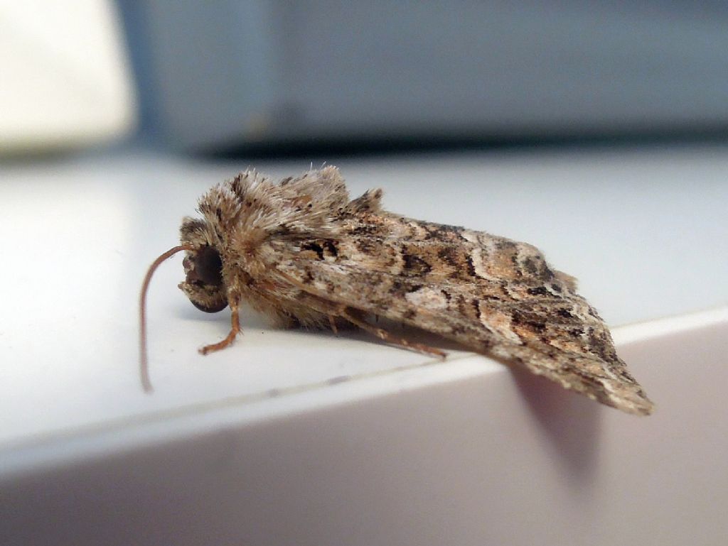 Hadena perplexa
